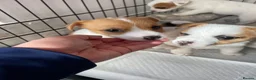 Jack Russell dogs for sale: Jack Russel Girls for sale  - Advert 2