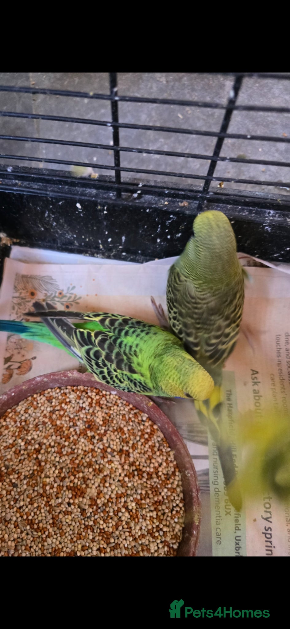 Budgerigars birds for sale: Baby budgies  - Advert 8