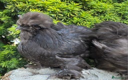 Chickens poultry for sale: Two chocolate silkie hens  - Image 2