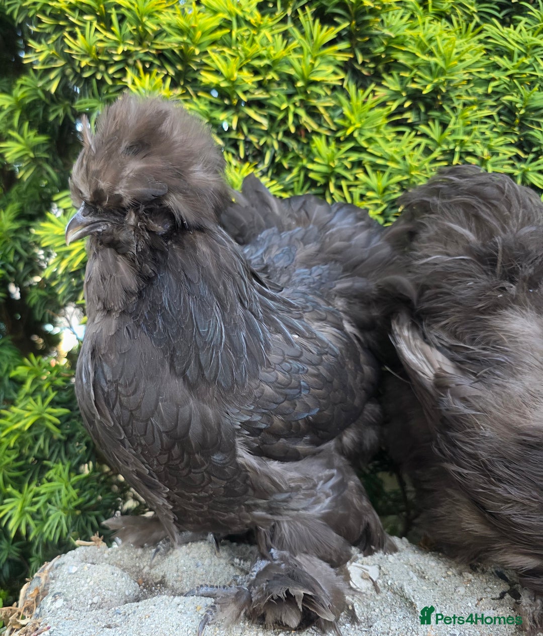 Chickens poultry for sale: Two chocolate silkie hens  - Image 2