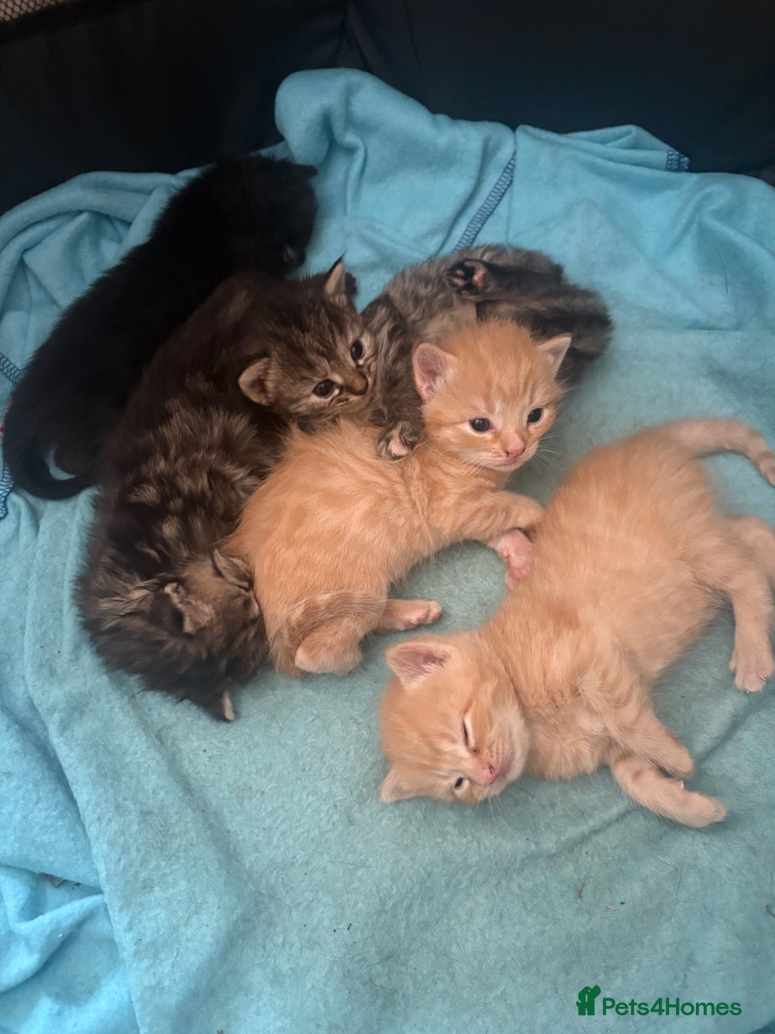 Mixed Breed cats Beautiful litter of kittens  - Advert 1
