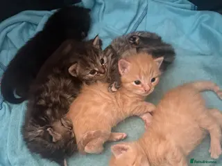 Mixed Breed cats Beautiful litter of kittens - Advert 1