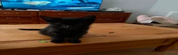 Mixed Breed cats for sale:  4 Black Kittens Looking for Their Forever Homes  in Bridlington - Advert 5