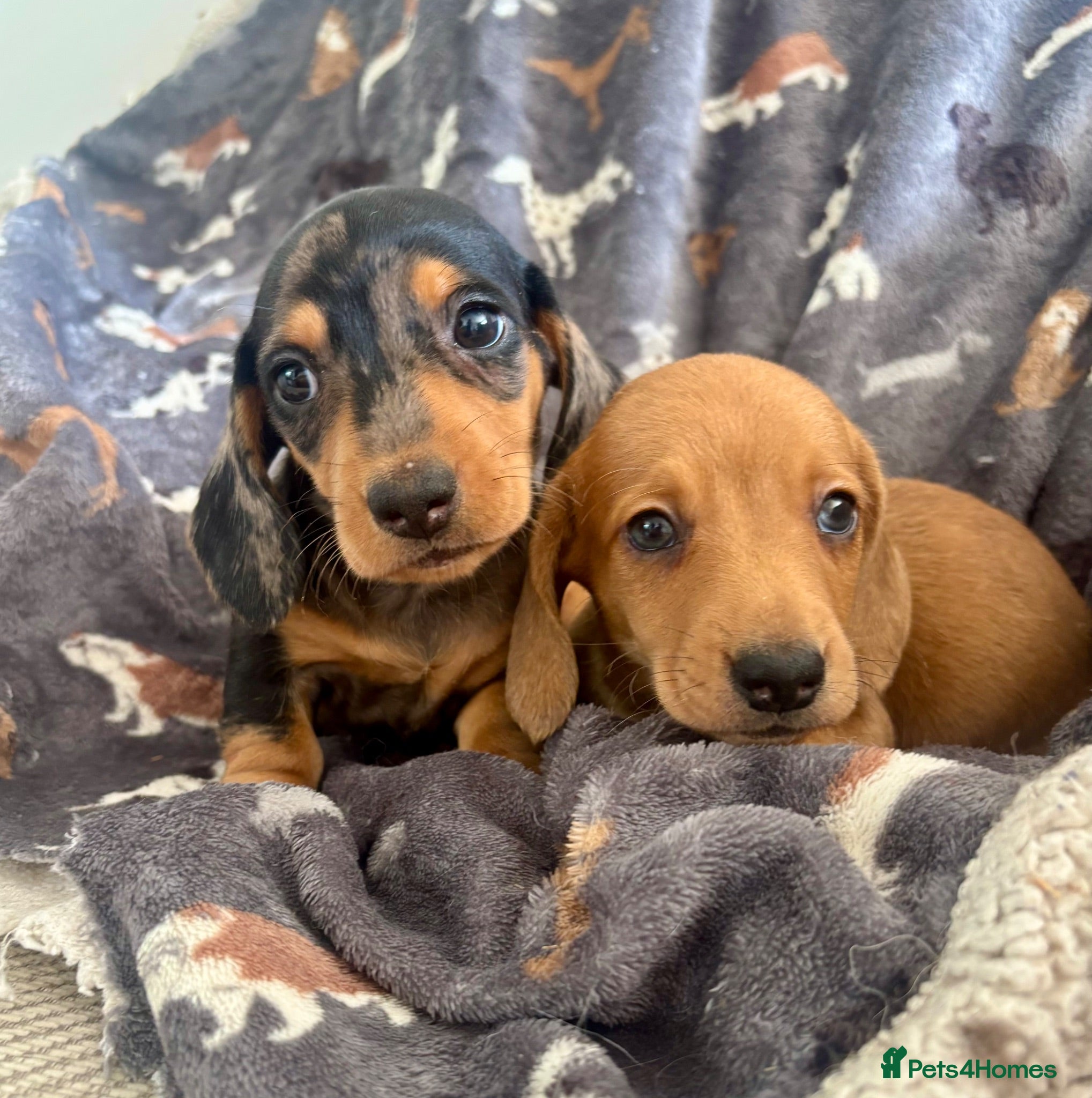 Dachshund dogs BEAUTIFUL MINI DACHSHUNDS PRA CLEAR & KC REG - Advert 2