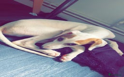 Mixed Breed dogs for sale: Saluki greyhound  - Image 3