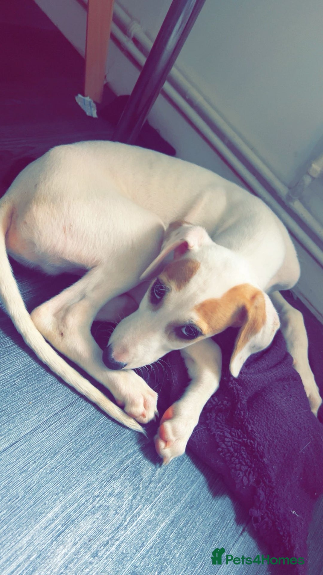 Mixed Breed dogs for sale: Saluki greyhound  - Image 3