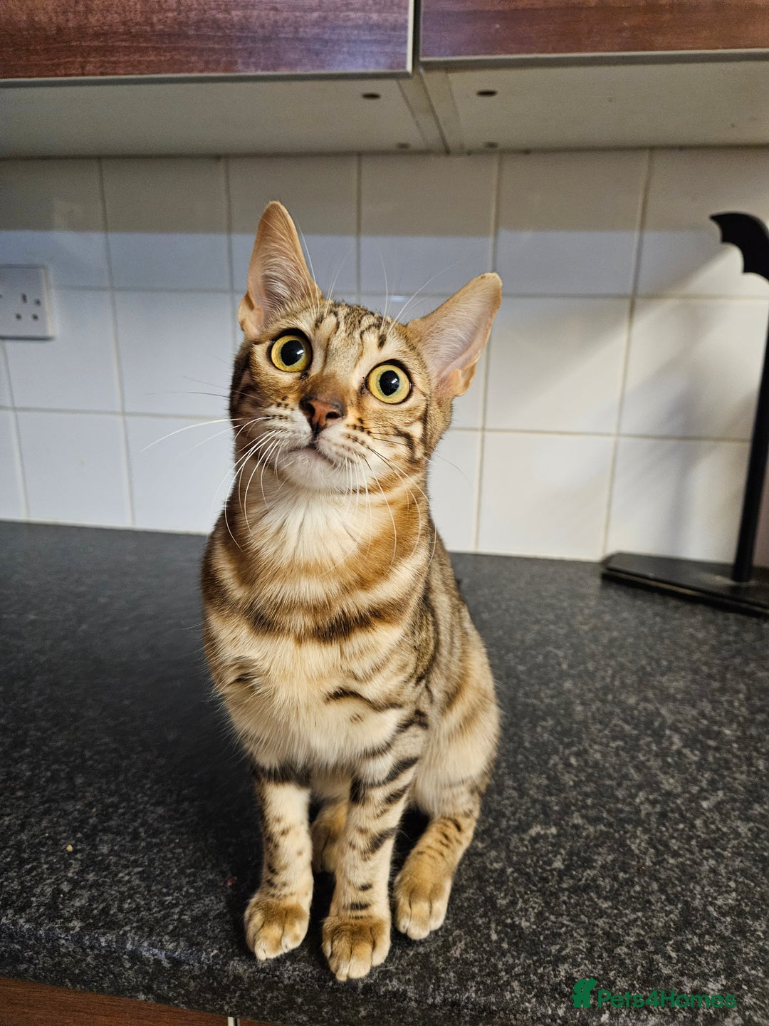 Bengal cats for sale: Silver/ mink bengals kittens  - Advert 30