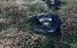 Cocker Spaniel dogs for sale: Cocker spaniel puppies - Image 4