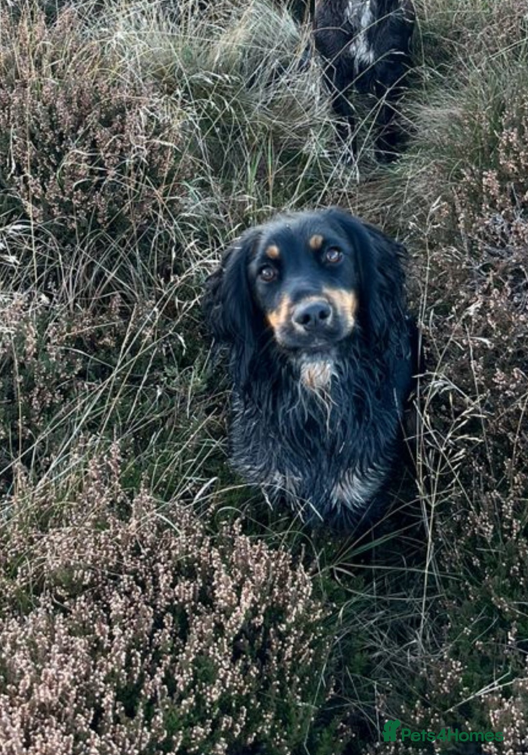 Cocker Spaniel dogs for sale: Cocker spaniel puppies - Image 4