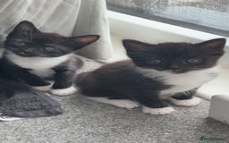 Domestic Shorthair cats for sale: Domestic Shorthair kittens  - Image 3
