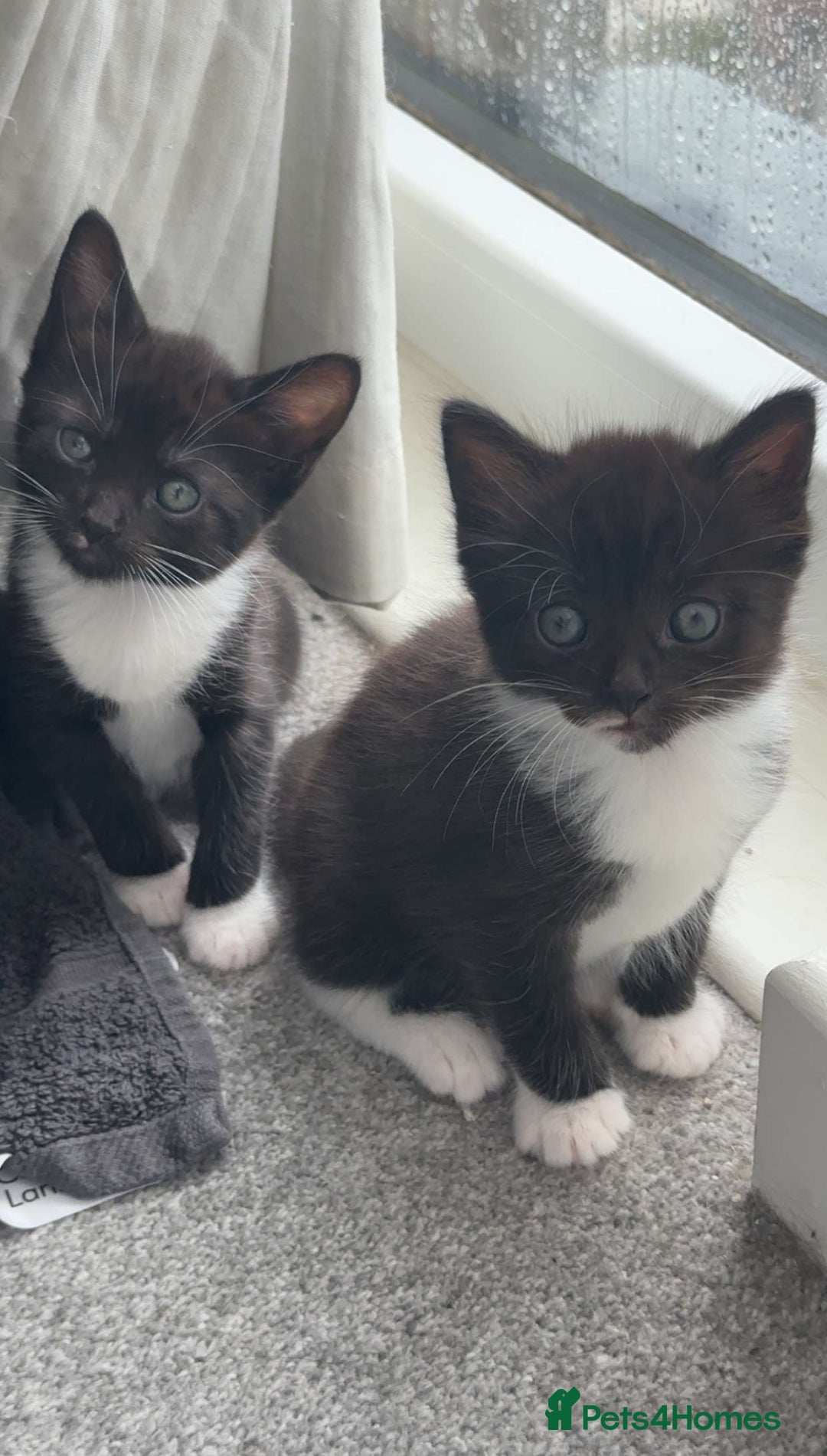 Domestic Shorthair cats for sale: Domestic Shorthair kittens  - Image 3