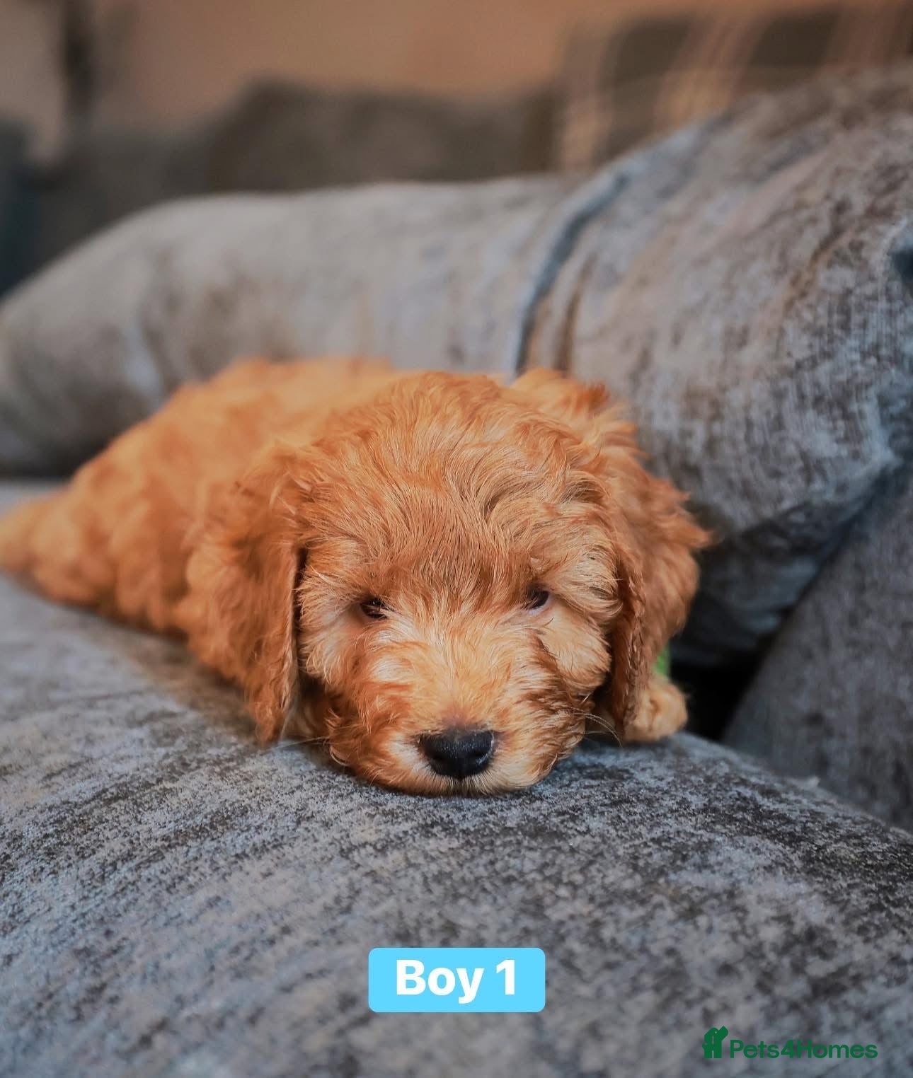 Cockapoo dogs for sale: F1B Toy Cockapoos for sale in Alexandria - Advert 9