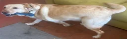 Labrador Retriever dogs for sale: Labrador Retriever - Emotional Support dog  - Advert 23