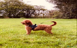 Cavapoo dogs for sale: F1 boys, licensed breeder, health tested parents - Image 20