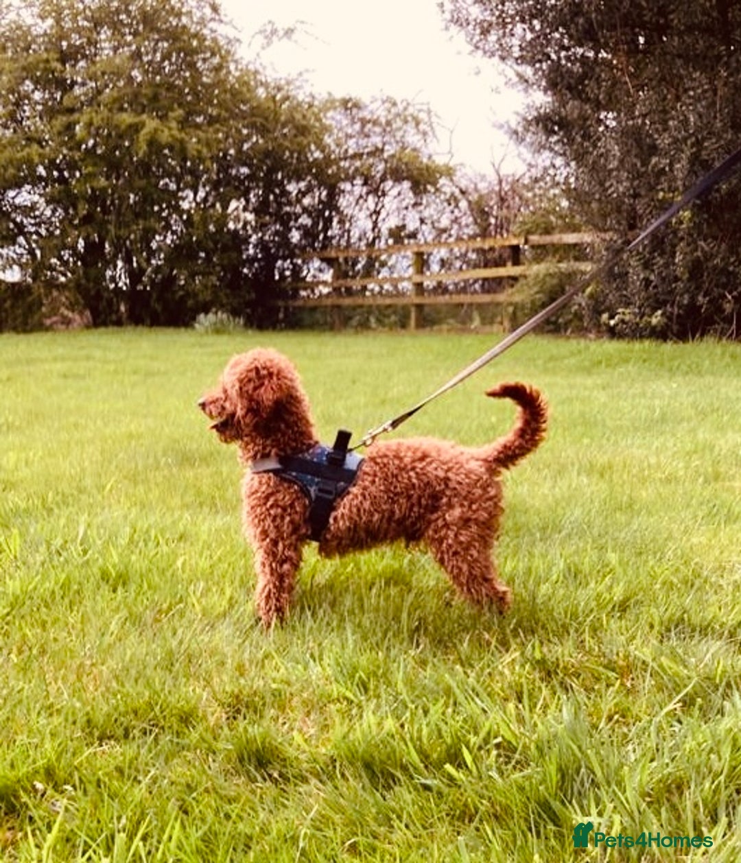 Cavapoo dogs for sale: F1 boys, licensed breeder, health tested parents - Image 20
