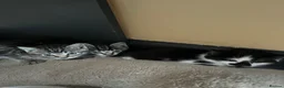 Mixed Breed cats for sale: 2 male & 2 Female kittens  - Advert 5