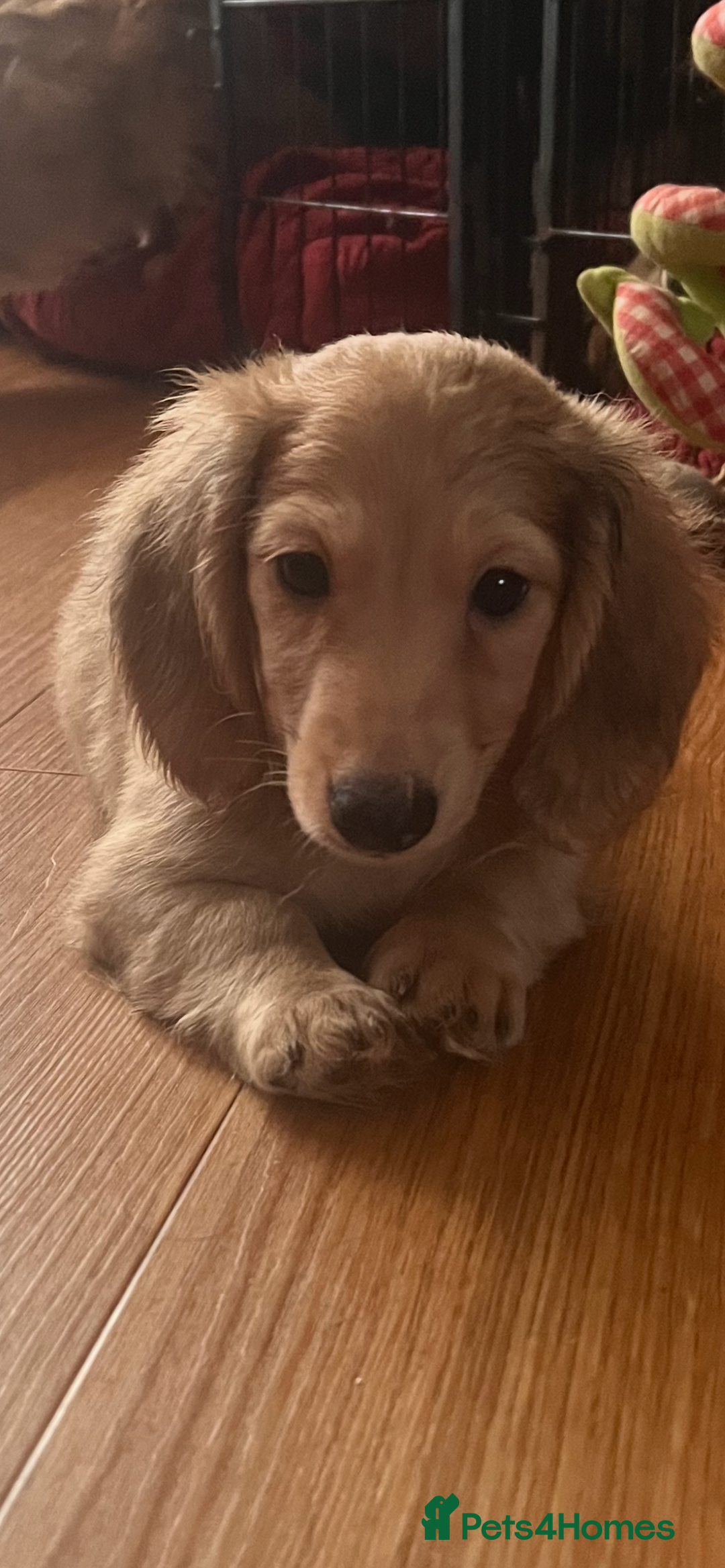 Miniature Dachshund dogs for sale: Levmai Miniature Longhaired Dachshunds  - Image 1