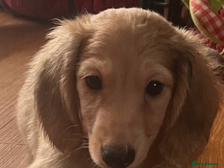 Miniature Dachshund dogs - Advert 2