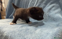 Mixed Breed cats for sale: Mix breed kittens for sale - Image 3