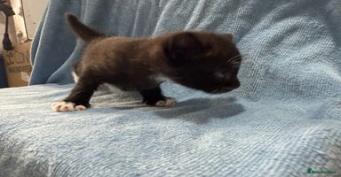 Mixed Breed cats - Advert 12