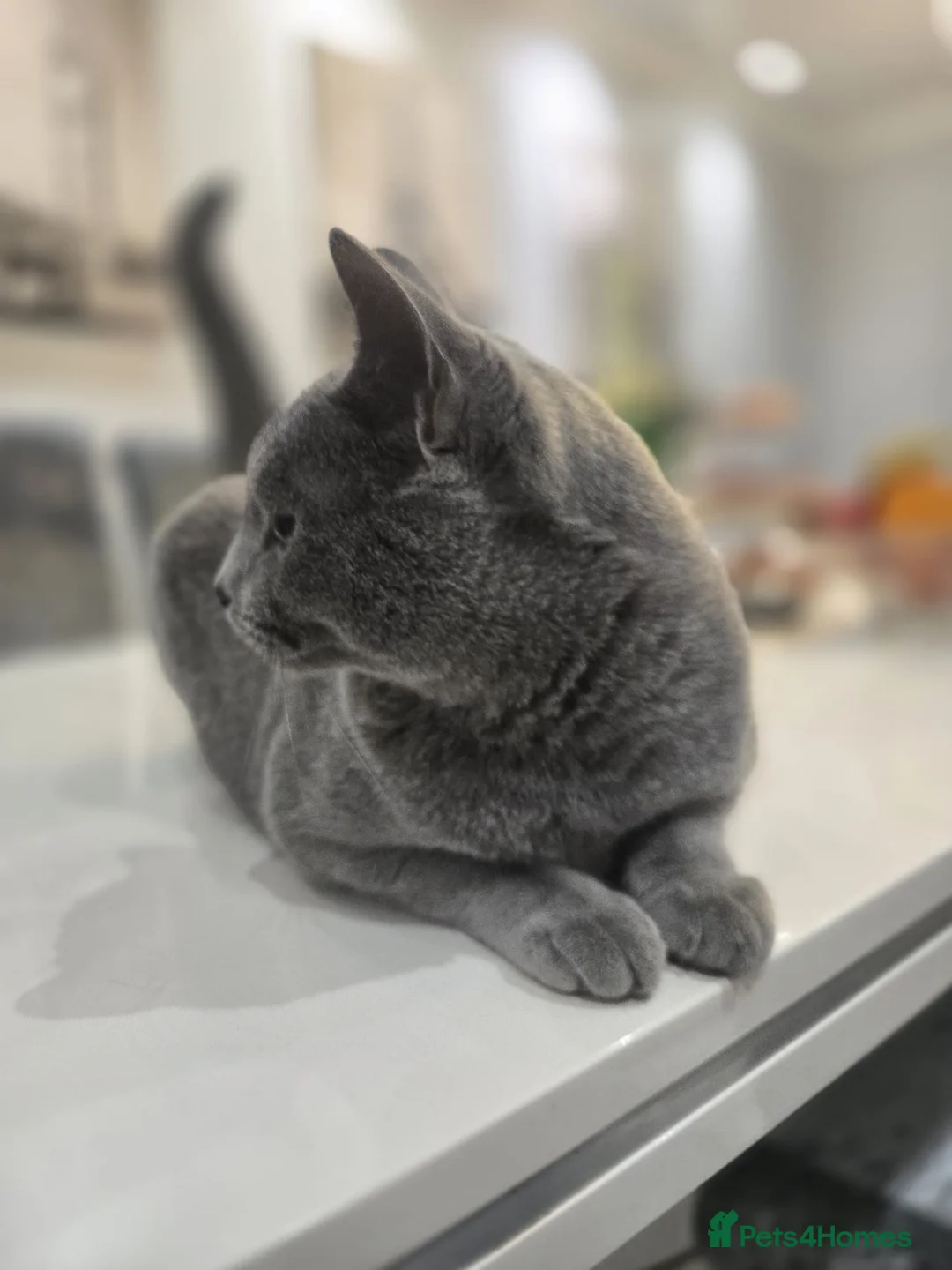 Russian Blue cats for sale: 🏅EXCEPTIONAL Russian Blue kittens🏆 - Advert 11