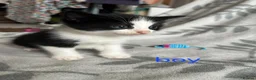 British Shorthair cats for sale: Kittens - Advert 10