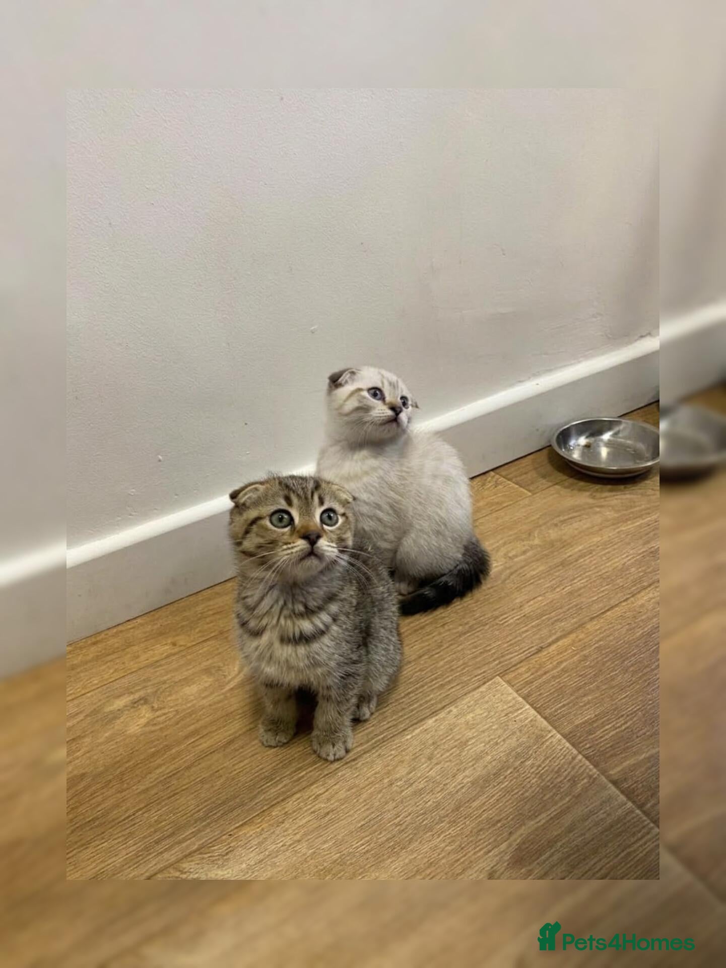 Scottish Fold cats 🐾Cute🐱 Scottish fold🐱 - Advert 1