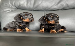 Dachshund dogs for sale: Black tan miniature Dachshund puppies  - Image 5