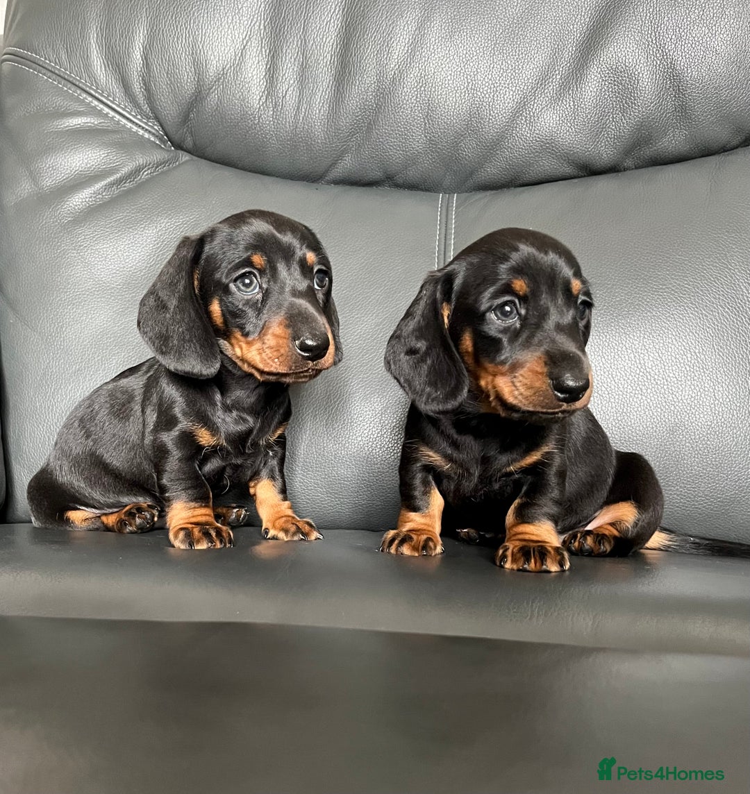 Dachshund dogs for sale: Black tan miniature Dachshund puppies  - Image 5