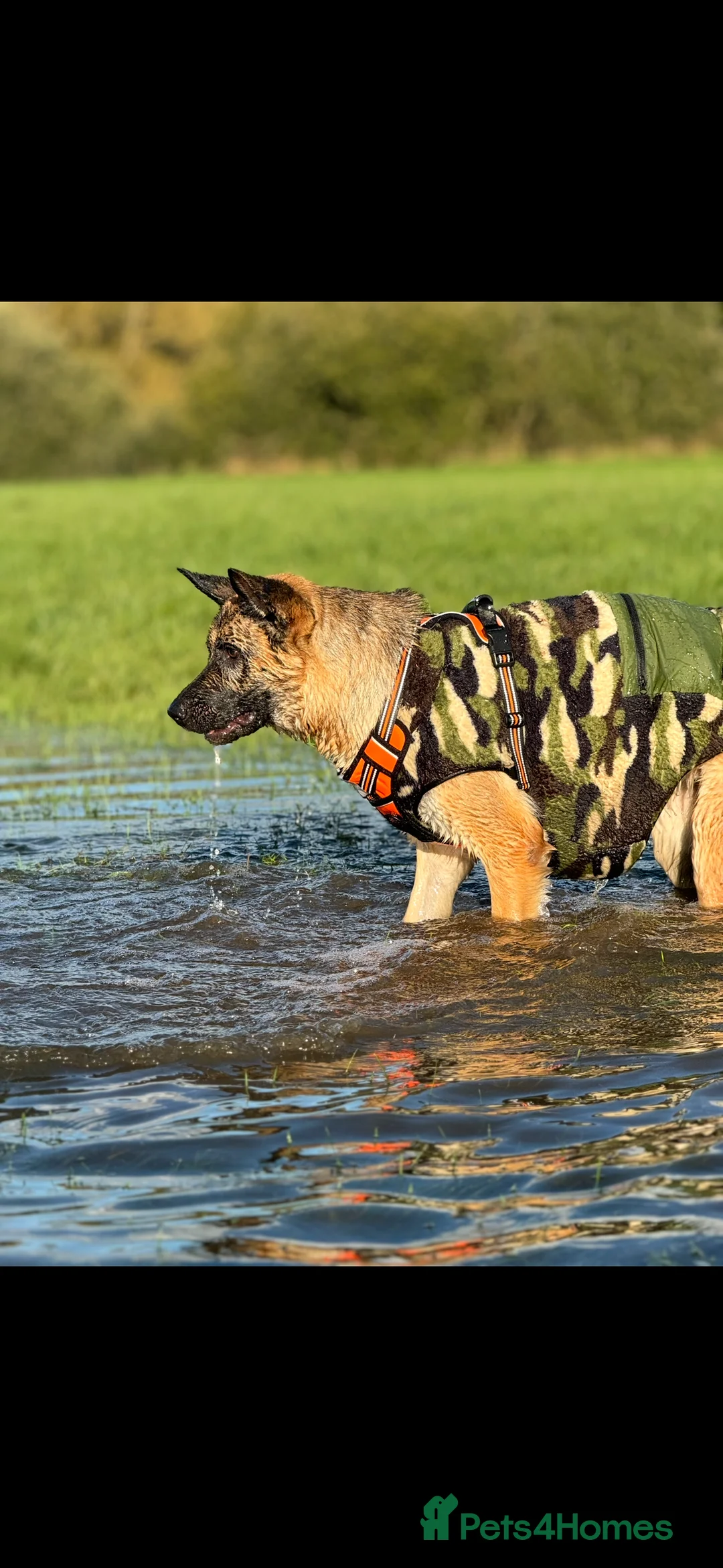 German Shepherd dogs for sale: Lula kc registered German shepherd  - Advert 5