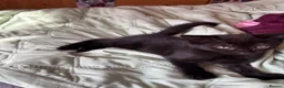 Mixed Breed cats for sale: 3 Adorable kittens ready to leave very soon - Advert 14