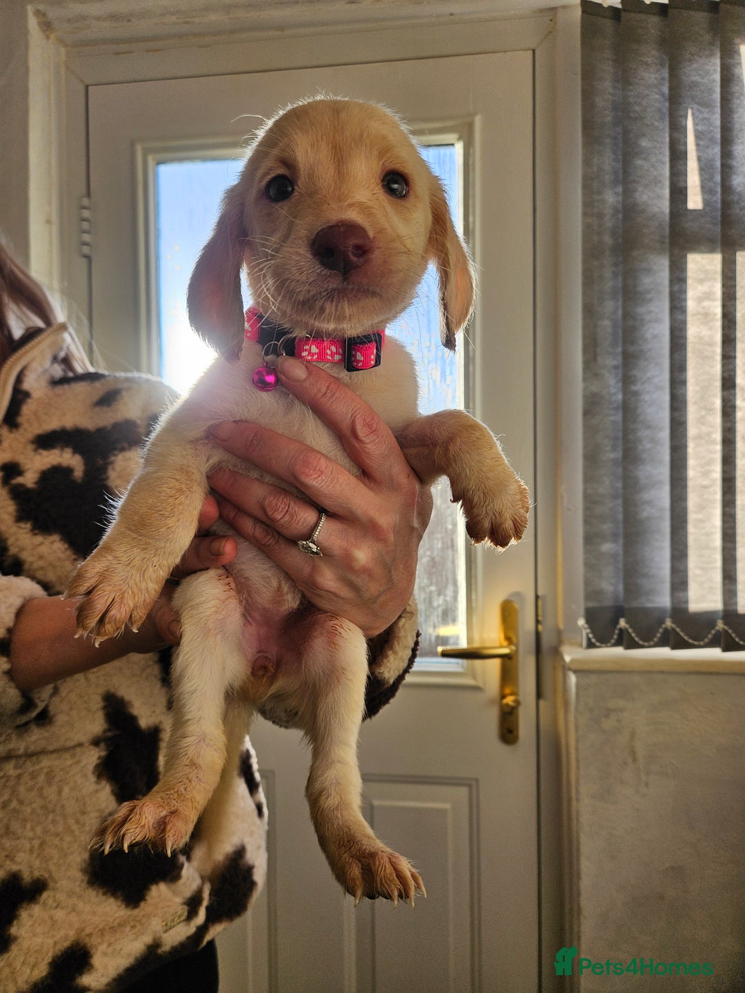 Labradoodle dogs for sale: 9 gorgeous labradoodles, red fox and cream - Advert 31