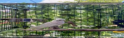 Cockatiels birds for sale: Beautiful Albino chick - Advert 2