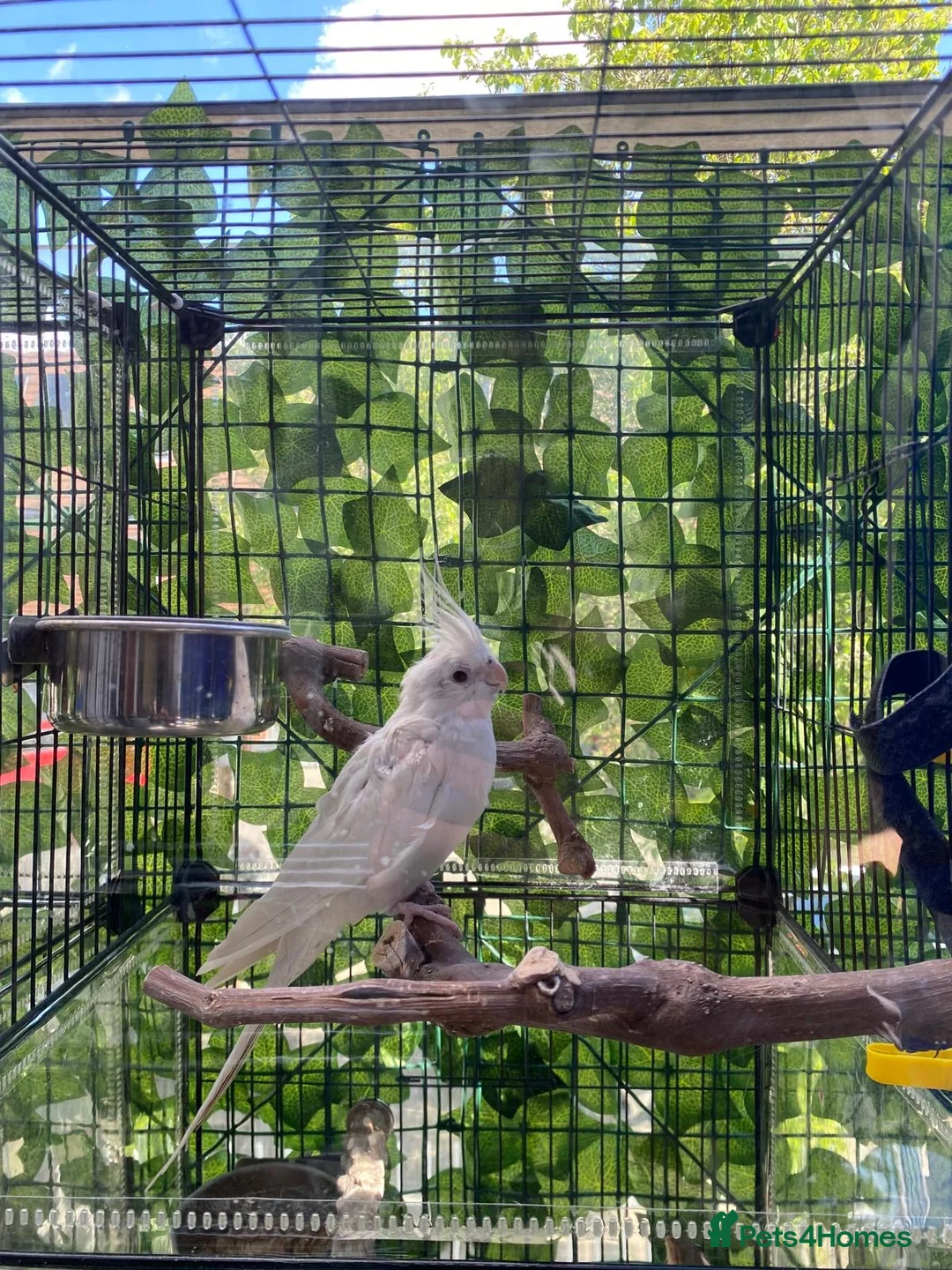 Cockatiels birds for sale: Beautiful Albino chick - Advert 2