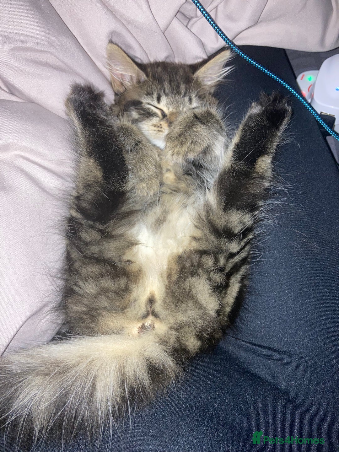 Mixed Breed cats for sale: 2 x 11 week old Female Kittens must go together!  - Image 21
