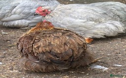 Chickens poultry for sale: Pekin bantam hens pol - Image 5
