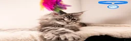 Maine Coon cats for sale: XL Stunning Maine Coon / TICA /Ready - Advert 35
