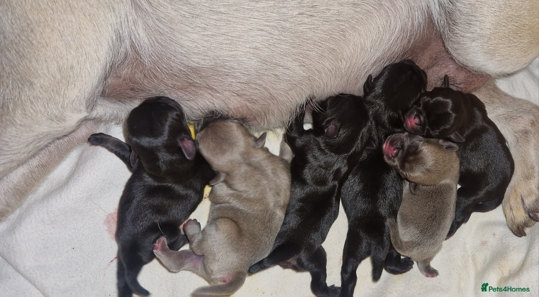 Pug dogs for sale: RARE Pug puppies  - Advert 2