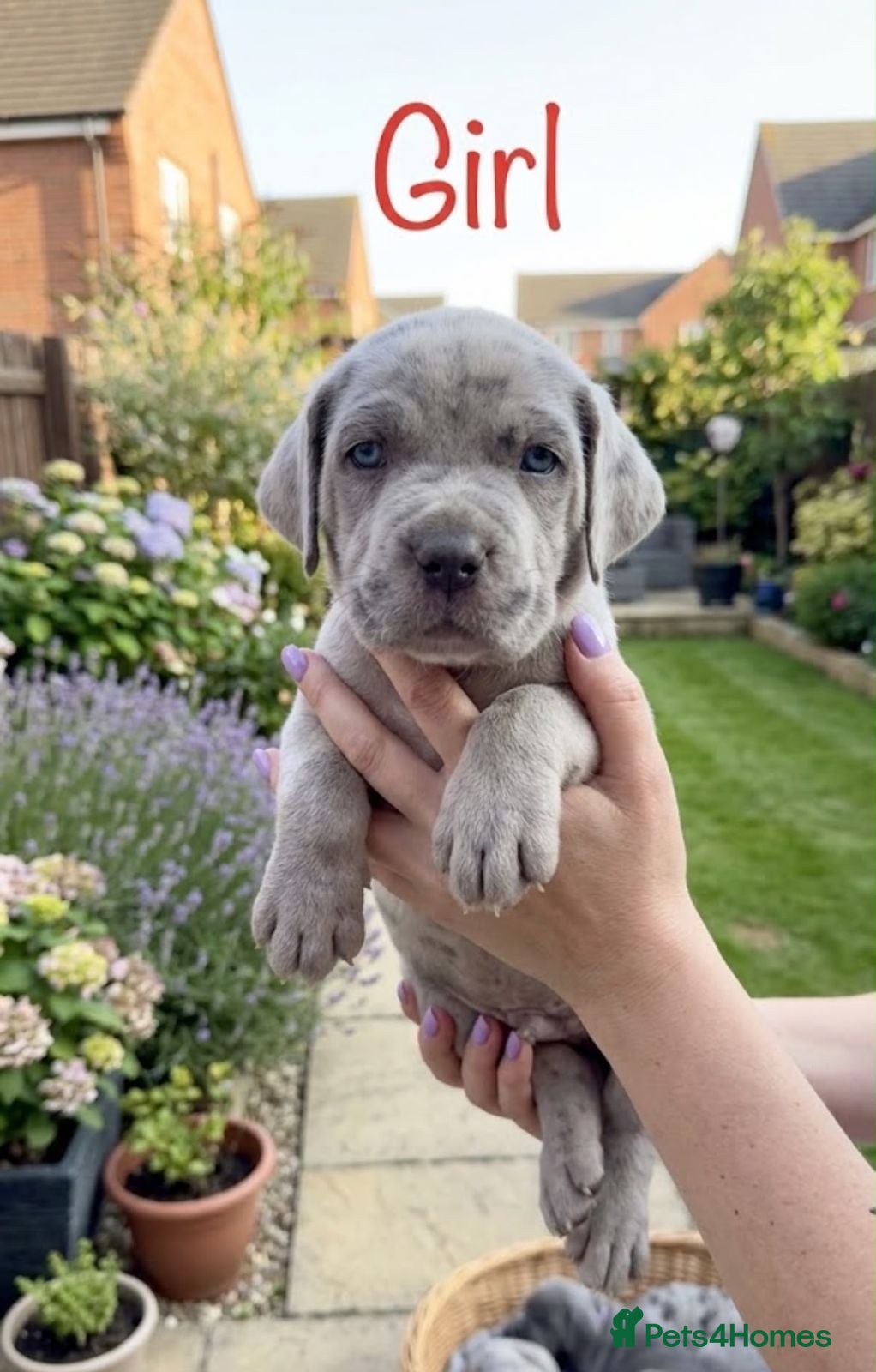 Cane Corso dogs Stunning Cane Corso Puppies for Sale - Advert 1