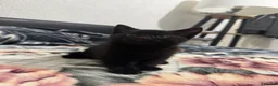 Mixed Breed cats for sale: Kittens for sale!  - Advert 19