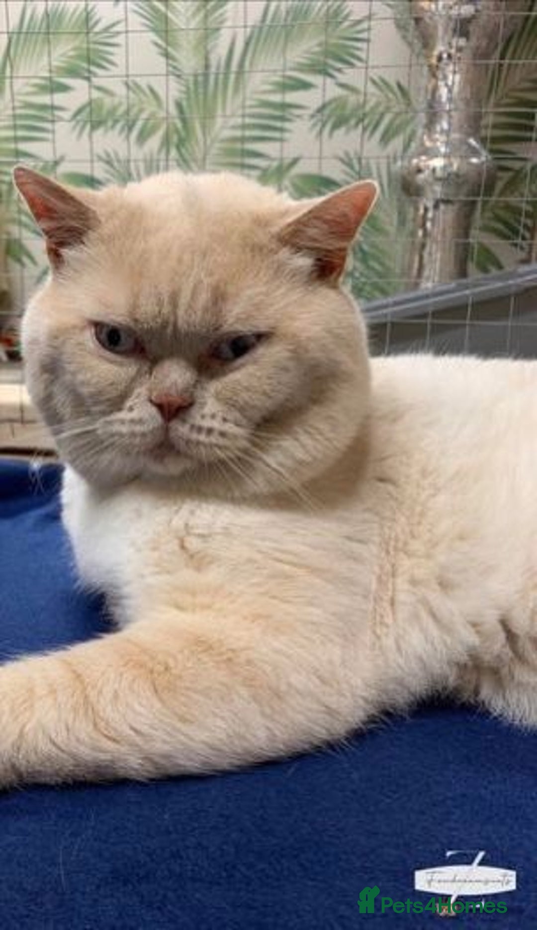 British Shorthair cats for stud: Zeus-Cream of the crop! GCCF/TICA reg  - Image 17