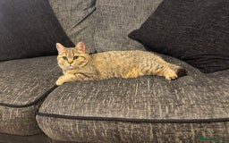 British Shorthair cats for sale: Stunning British short hair kittens ready to go - Image 5