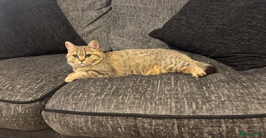 British Shorthair cats - Advert 10