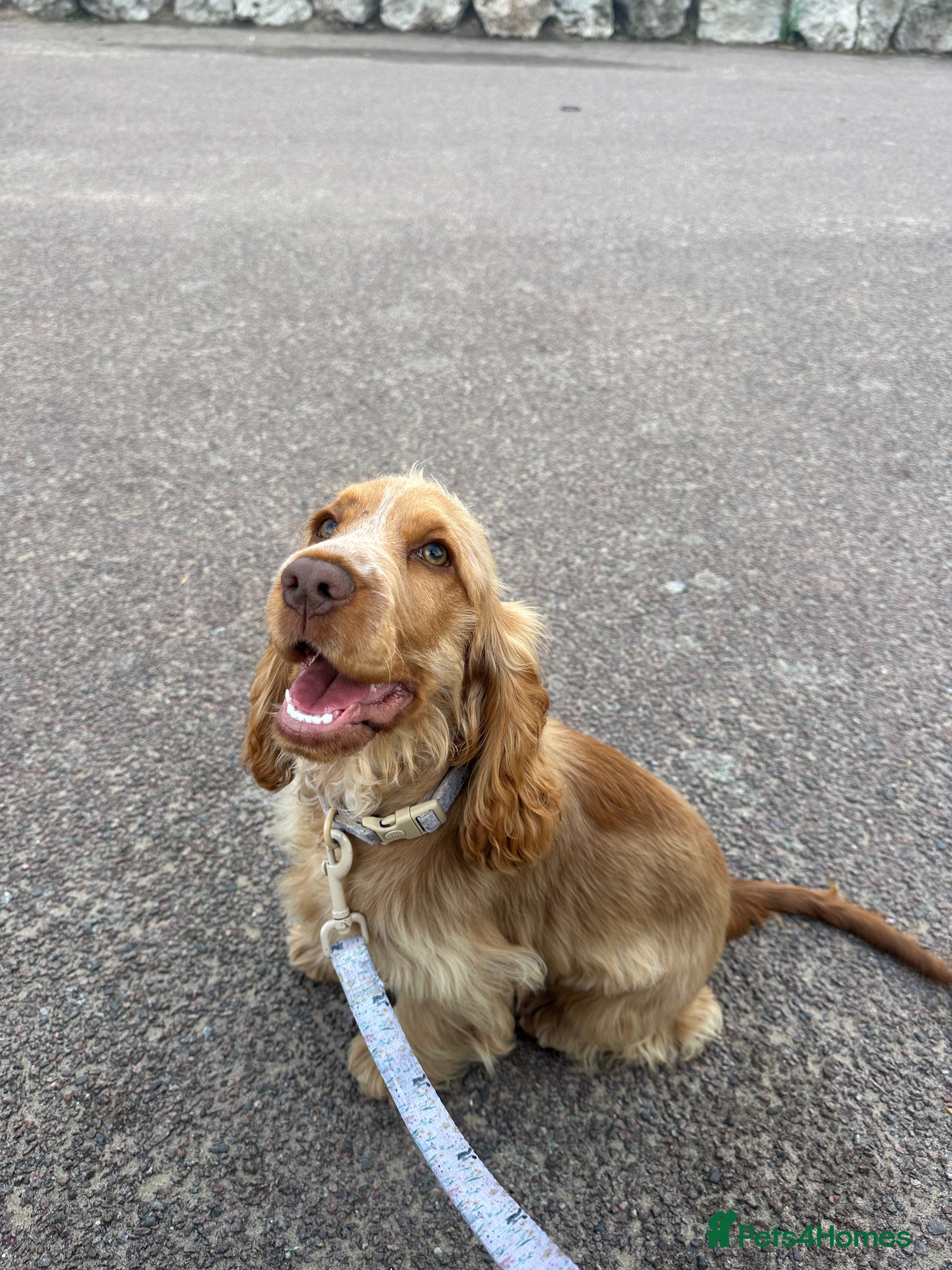 Cocker Spaniel dogs Cocker Spaniel - Advert 15