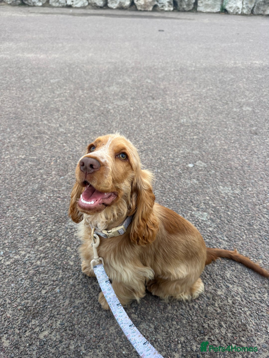 Cocker Spaniel dogs for sale: Cocker Spaniel - Advert 1