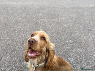 Cocker Spaniel dogs Cocker Spaniel - Advert 1