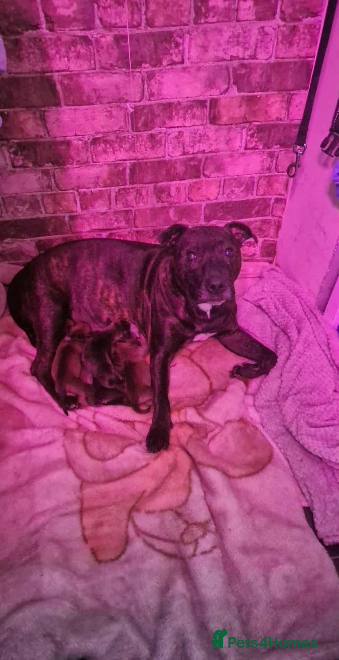 Mixed Breed dogs for sale: Rottweiler x Staffordshire bull terrier puppies - Image 13