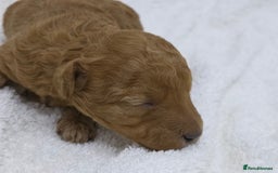 Miniature Poodle dogs for sale: 🐶✨ Stunning Mini Poodle Puppies ✨🐶 - Image 4