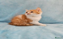 Scottish Fold cats for sale: Adorable Scottish fold Straight Ears Kittens - Image 6
