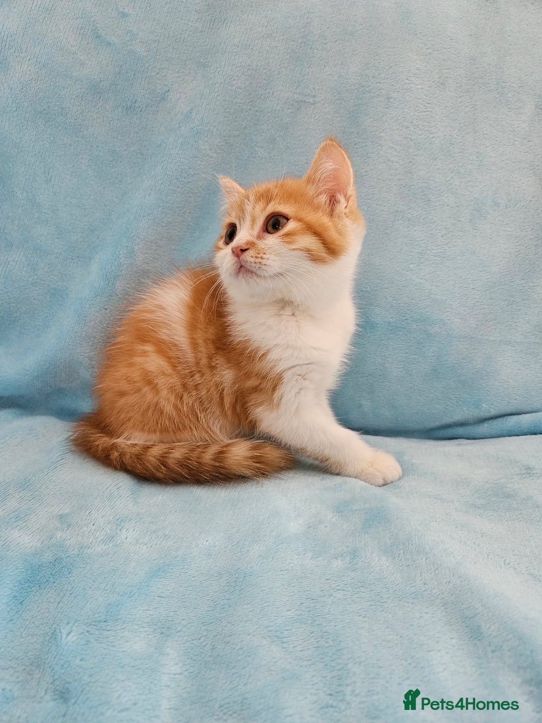 Scottish Fold cats for sale: Adorable Scottish fold Straight Ears Kittens - Image 6